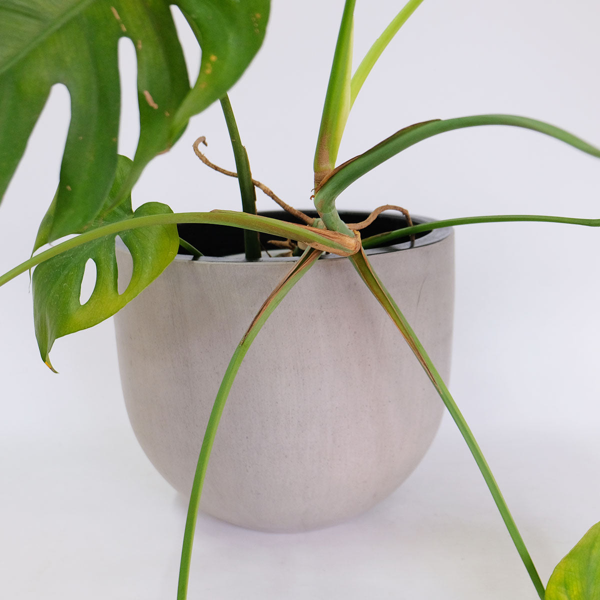植木鉢  陶器コンカーラウンドM35  おしゃれ ファイバーセメント 屋外OK 底穴あり 径36cm 高30cm 底穴あり