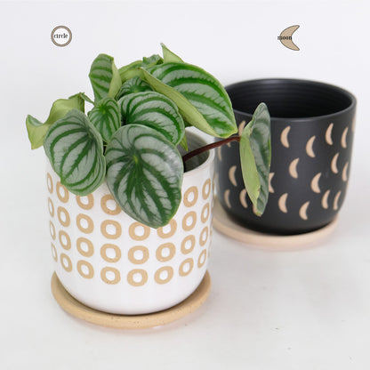 植木鉢 おしゃれ Kuvio 陶器鉢 かわいい 受皿付 トロンコ tronco S径11.5cm 高さ11.5cm M径15cm 高さ14cm ホワイト ブラック