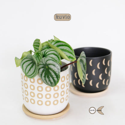 植木鉢 おしゃれ Kuvio 陶器鉢 かわいい 受皿付 トロンコ tronco S径11.5cm 高さ11.5cm M径15cm 高さ14cm ホワイト ブラック