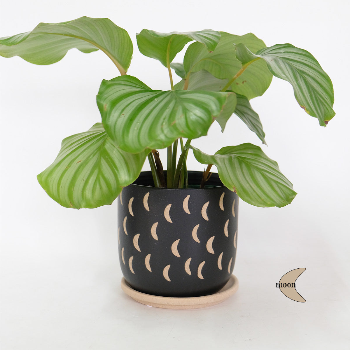 植木鉢 おしゃれ Kuvio 陶器鉢 かわいい 受皿付 トロンコ tronco S径11.5cm 高さ11.5cm M径15cm 高さ14cm ホワイト ブラック
