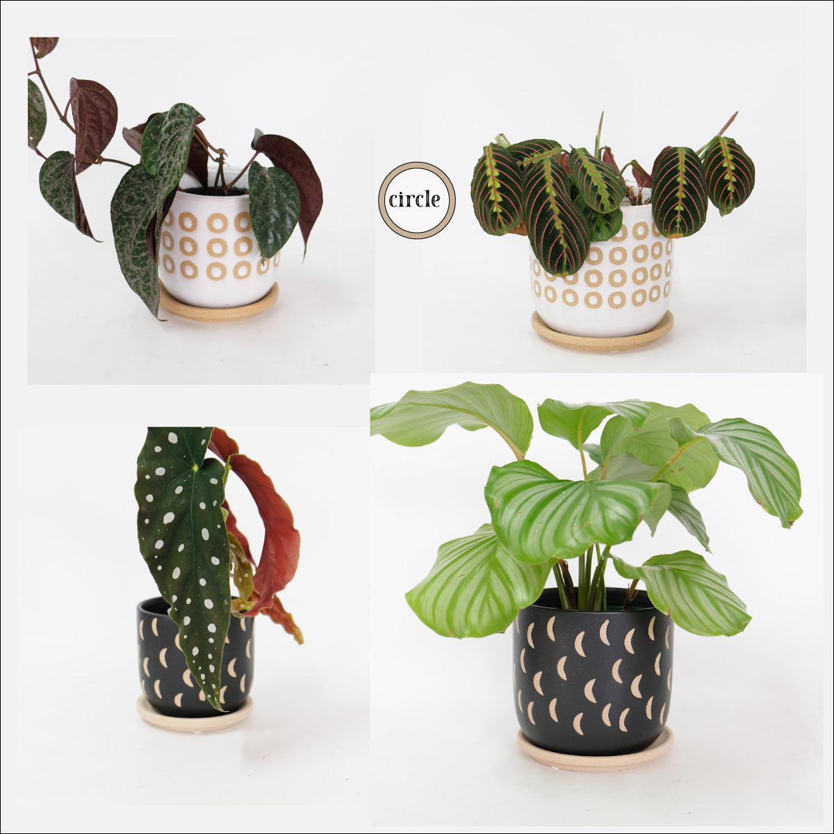 植木鉢 おしゃれ Kuvio 陶器鉢 かわいい 受皿付 トロンコ tronco S径11.5cm 高さ11.5cm M径15cm 高さ14cm ホワイト ブラック