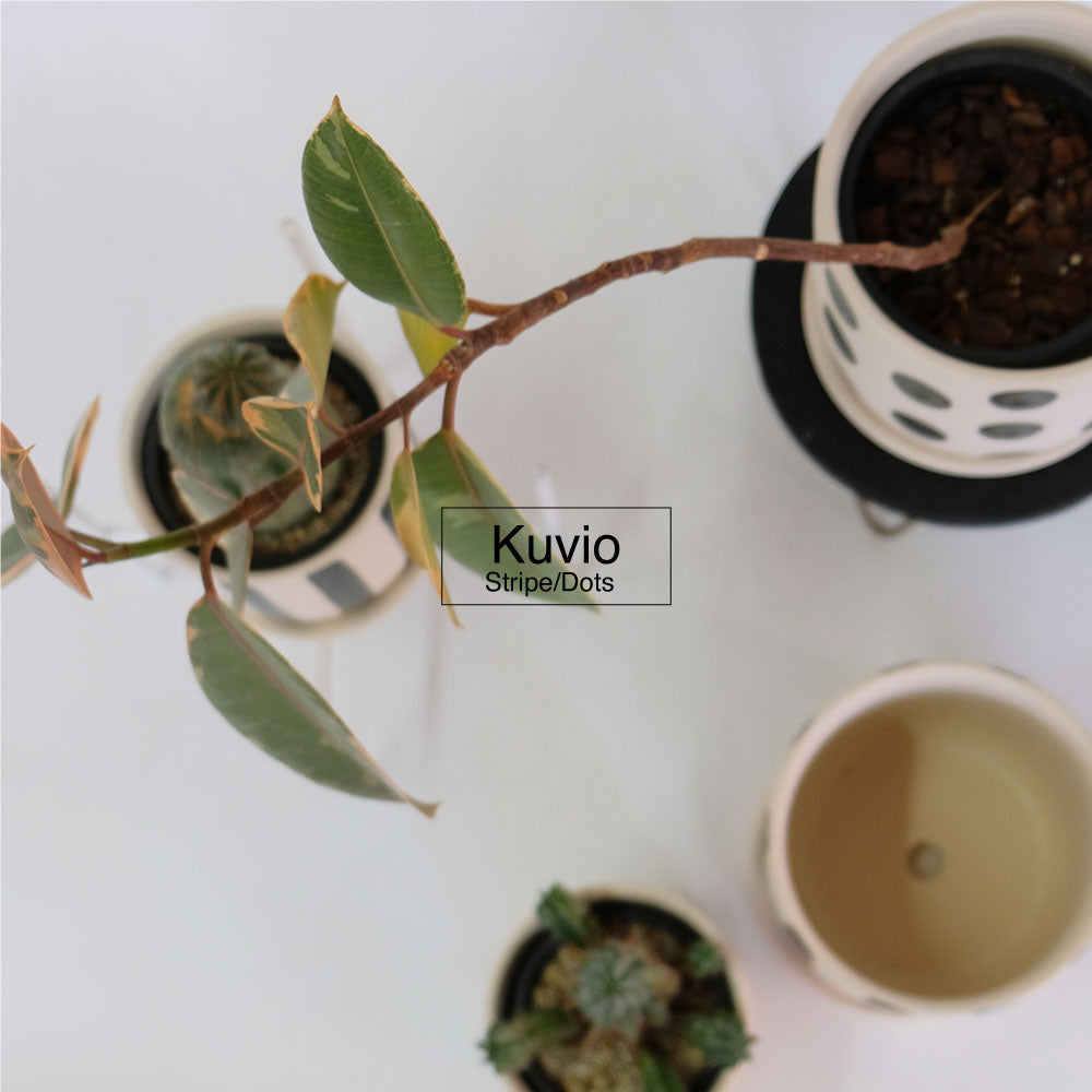 植木鉢 おしゃれ Kuvio Stripe/Dots 陶器鉢 かわいい 受皿付 トロンコ tronco ホワイト ブラック