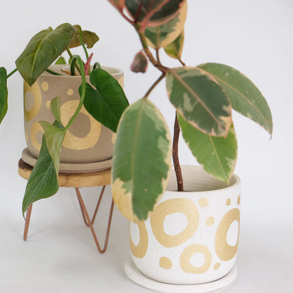 植木鉢 おしゃれ Kuvio 陶器鉢 かわいい 受皿付 トロンコ tronco 径16.5cm 高さ15cm ホワイト ベージュ ゴールド サークル柄