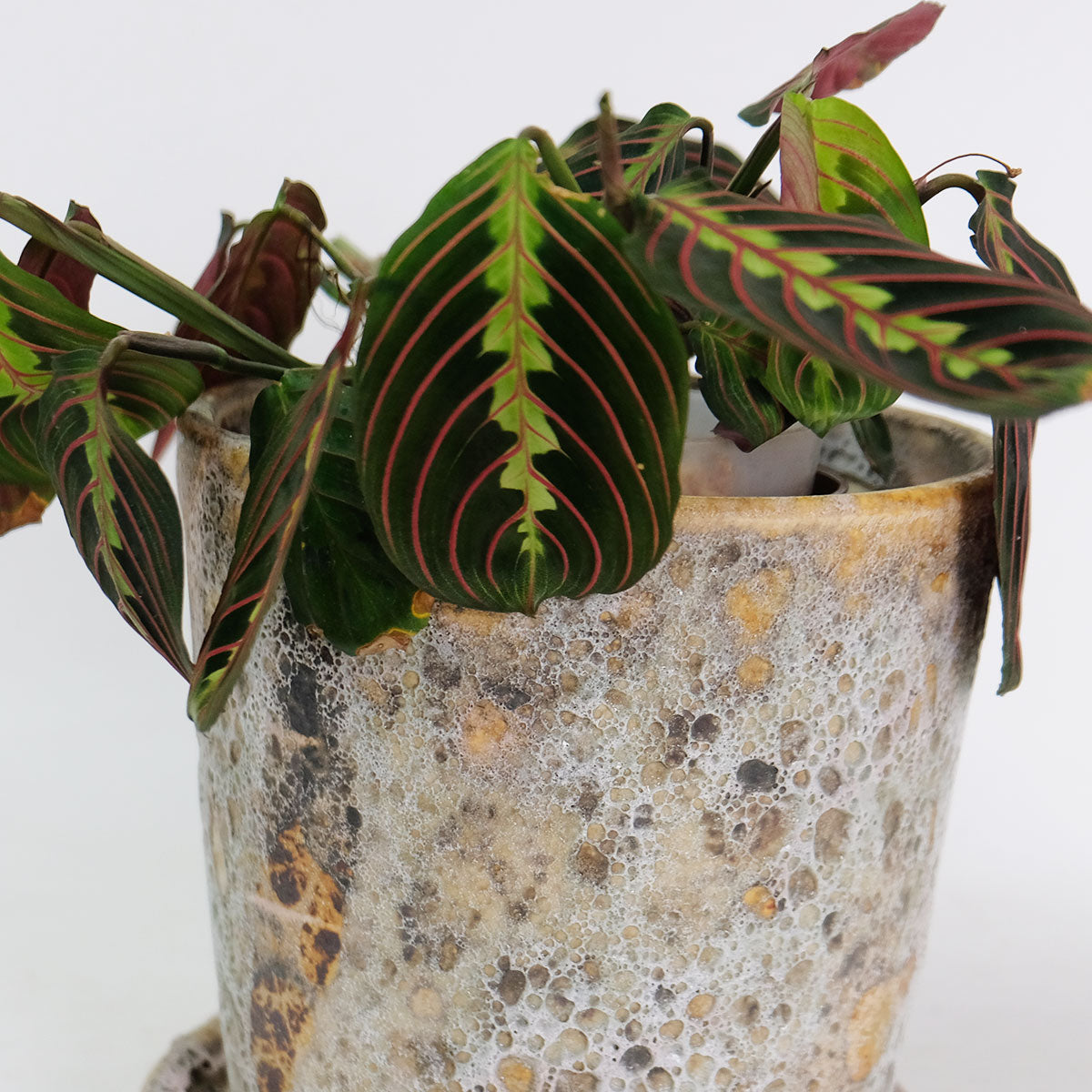 植木鉢　陶器　高級受皿付　ピンクゴールド　内径22 高さ25 観葉植物　オシャレ 陶器鉢 受皿付 5号鉢 径17.5cm 高18cm | ASH GREY – ガーデニング日和