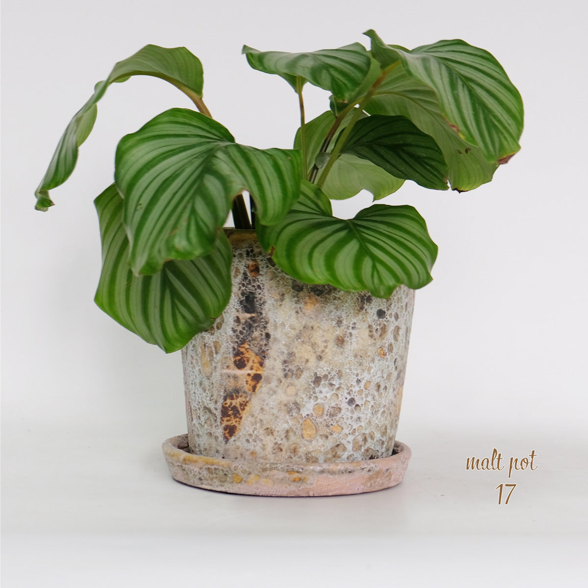 植木鉢 おしゃれ モトルポット 17 受皿付 5号鉢 陶器鉢 セラミック鉢 径17.5cm 高18cm 底穴あり