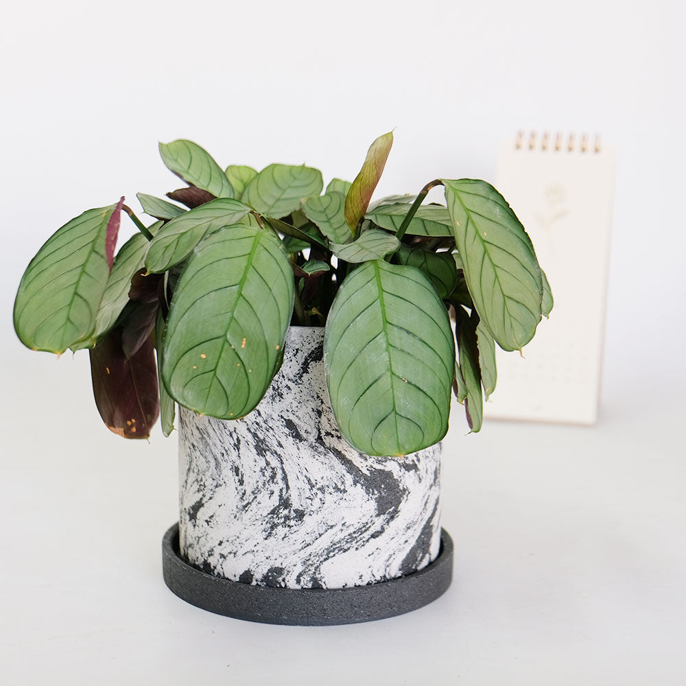 植木鉢 おしゃれ Meld 受皿付き 底穴有り 人口石材 シンプル シリンダー モノトーン シック 径10-13cm 高10-13cm S/Mサイズ  tronco