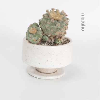 植木鉢 おしゃれ まつほL 受皿付き 陶器鉢 径15cm 高10cm 底穴あり