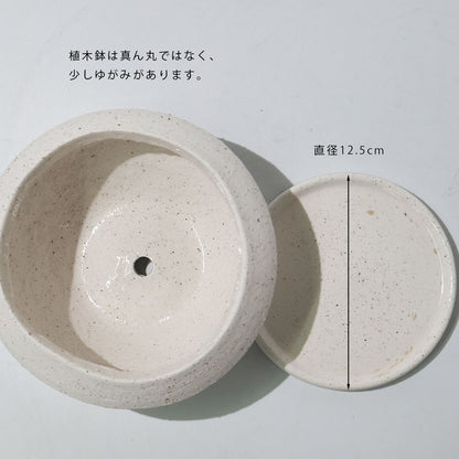 植木鉢 おしゃれ 陶器 イオニアサークルS 受皿付 セラミック鉢 径16cm 高7cm ホワイト 底穴あり
