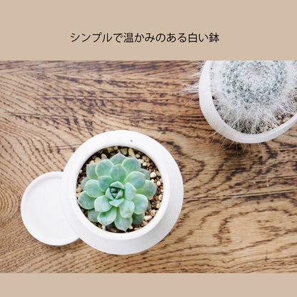 植木鉢 陶器 おしゃれ イオニアドラムハイ10 受皿付 シンプル セラミック 陶器鉢 ホワイト グレイ 鉢径10cm  高11.5cm 底穴あり