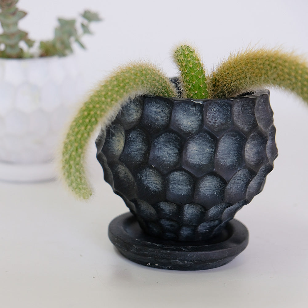 植木鉢 かわいい カイヤボールS 受皿付 セメント鉢