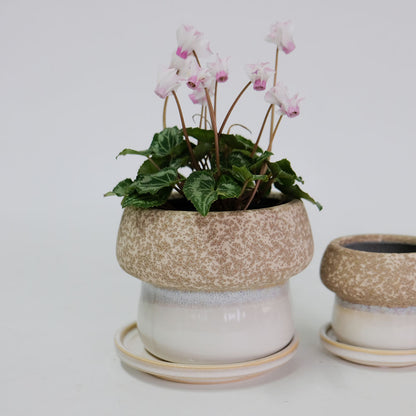植木鉢 陶器鉢 おしゃれ ルイーゼ 受皿付 ベージュ セラミック鉢 底穴あり M/Φ12×H9.5cm S/Φ9×H7cm