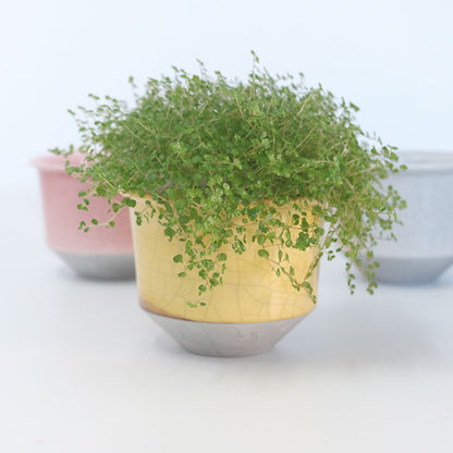 植木鉢 陶器 ずいうん ひらき 十ニ 瑞雲 花器 和鉢 貫入り おしゃれ 盆栽 径13.5cm 高10.5cm 底穴あり