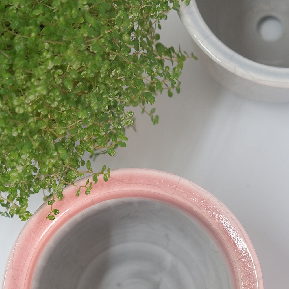 植木鉢 陶器 ずいうん ひらき 十ニ 瑞雲 花器 和鉢 貫入り おしゃれ 盆栽 径13.5cm 高10.5cm 底穴あり