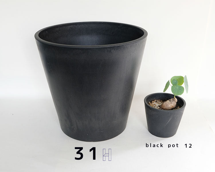 黒 プラ鉢  ブラックポット 31ハイタイプ サボテン 頑丈 おしゃれ 塊根植物 多肉 黒プラスチック鉢  コーデックス プランター