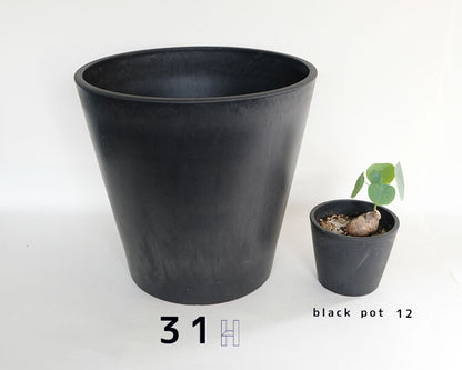 黒 プラ鉢  ブラックポット 31ハイタイプ サボテン 頑丈 おしゃれ 塊根植物 多肉 黒プラスチック鉢  コーデックス プランター