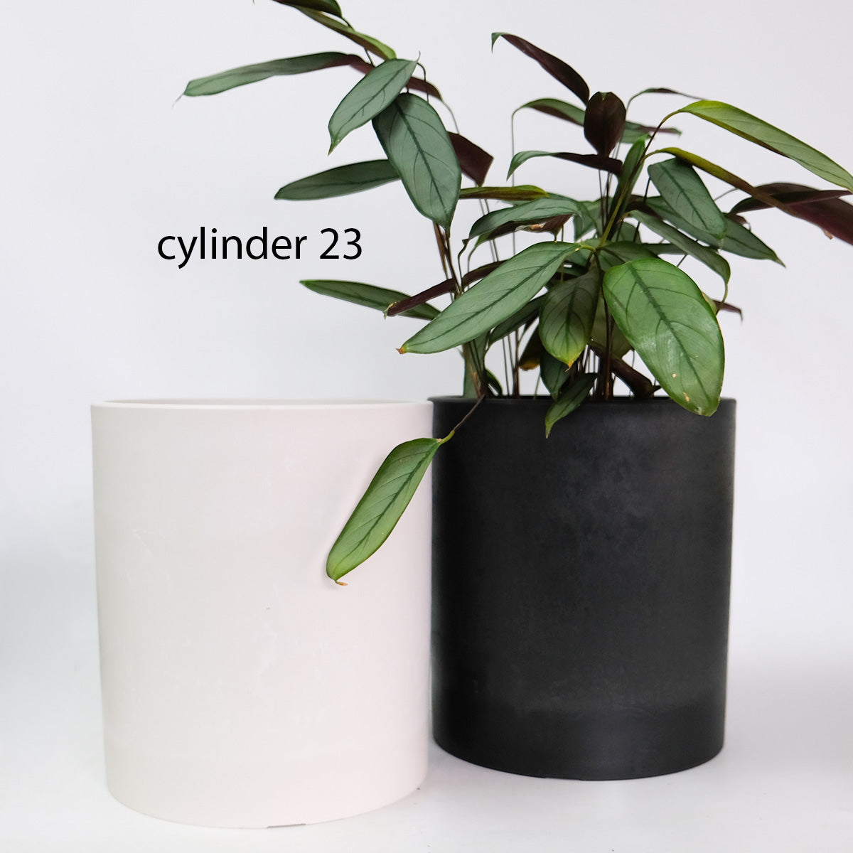 ブラックポット シリンダー23 サボテン 頑丈 おしゃれ 塊根植物 多肉 黒プラスチック鉢 コーデックス 植木鉢 プラ鉢