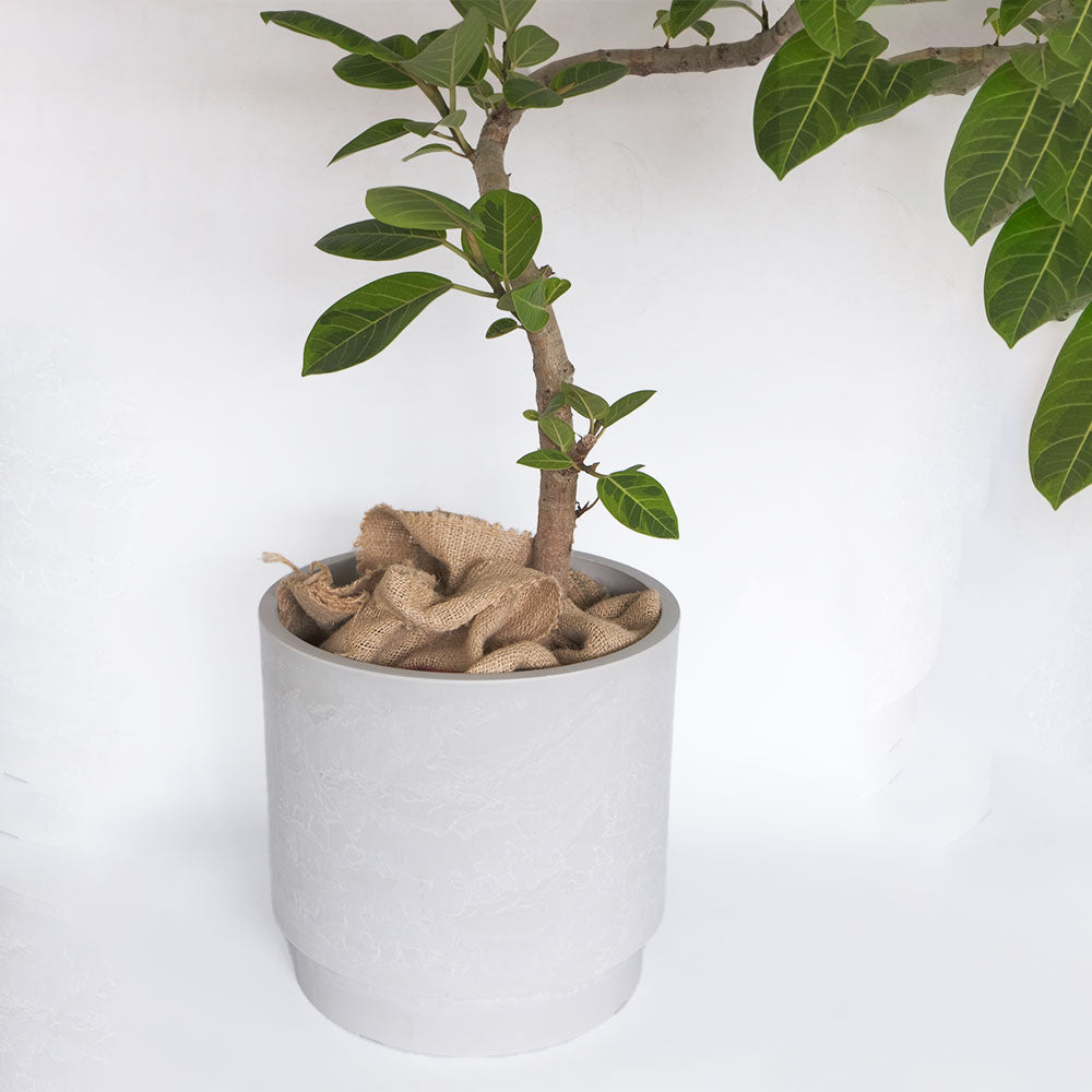 鉢カバー スタック 10号鉢対応 径37cm 高35cm 8号鉢対応 植木鉢 径31cm 高30cmプラ鉢 大型 頑丈 おしゃれ 塊根植物 多肉 黒プラスチック鉢 観葉植物 鉢