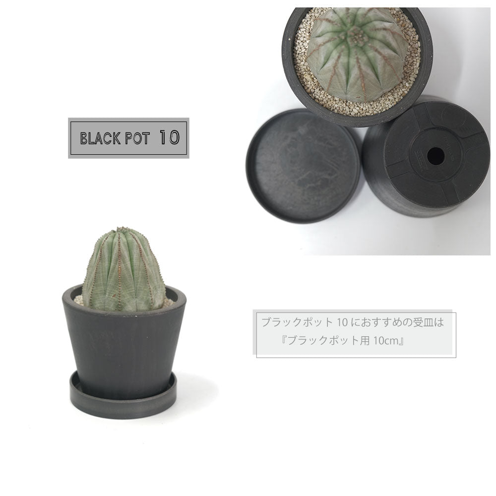黒プラ鉢 ブラックポット 10 サボテン 頑丈 おしゃれ 塊根植物 多肉 黒プラスチック鉢 コーデックス black plastic pot 径10cm 高さ8cm 3号