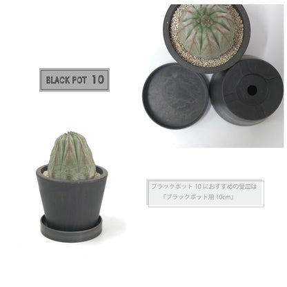 黒プラ鉢 ブラックポット 10 サボテン 頑丈 おしゃれ 塊根植物 多肉 黒プラスチック鉢 コーデックス black plastic pot 径10cm 高さ8cm 3号