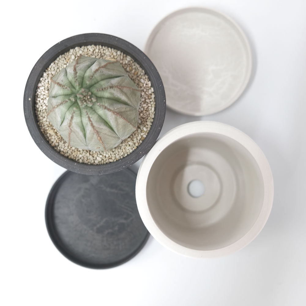 植木鉢 ブラックポット12 black plastic pot 径12cm 高さ10cm black plastic pot 4号 アガベ コーデックス サボテン
