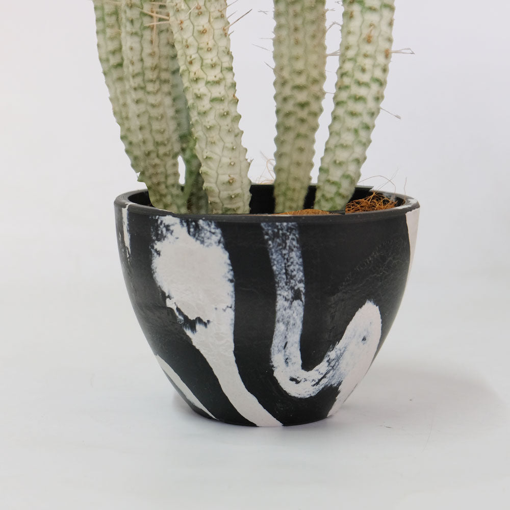 黒プラ鉢 bowl 15 マーブル 塊根植物 多肉 黒プラスチック鉢 ヘルメット コーデックス アガベ 径15cm 高さ11cm