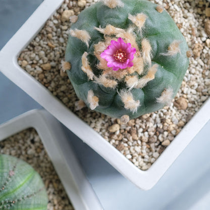 植木鉢 キューブS 7.5 頑丈 プラ鉢 角鉢