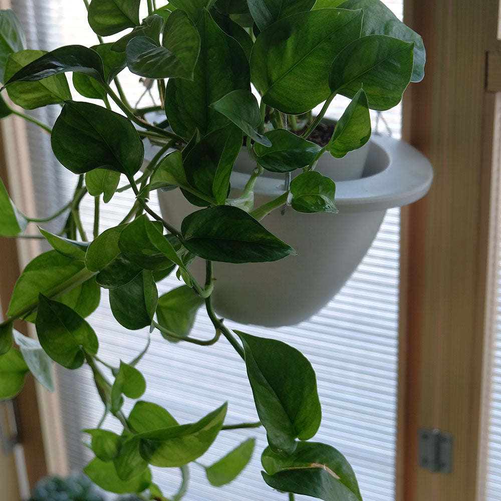 ブレードハンギング13 植木鉢 おしゃれ ハンキング 吊り下げ  プラ鉢