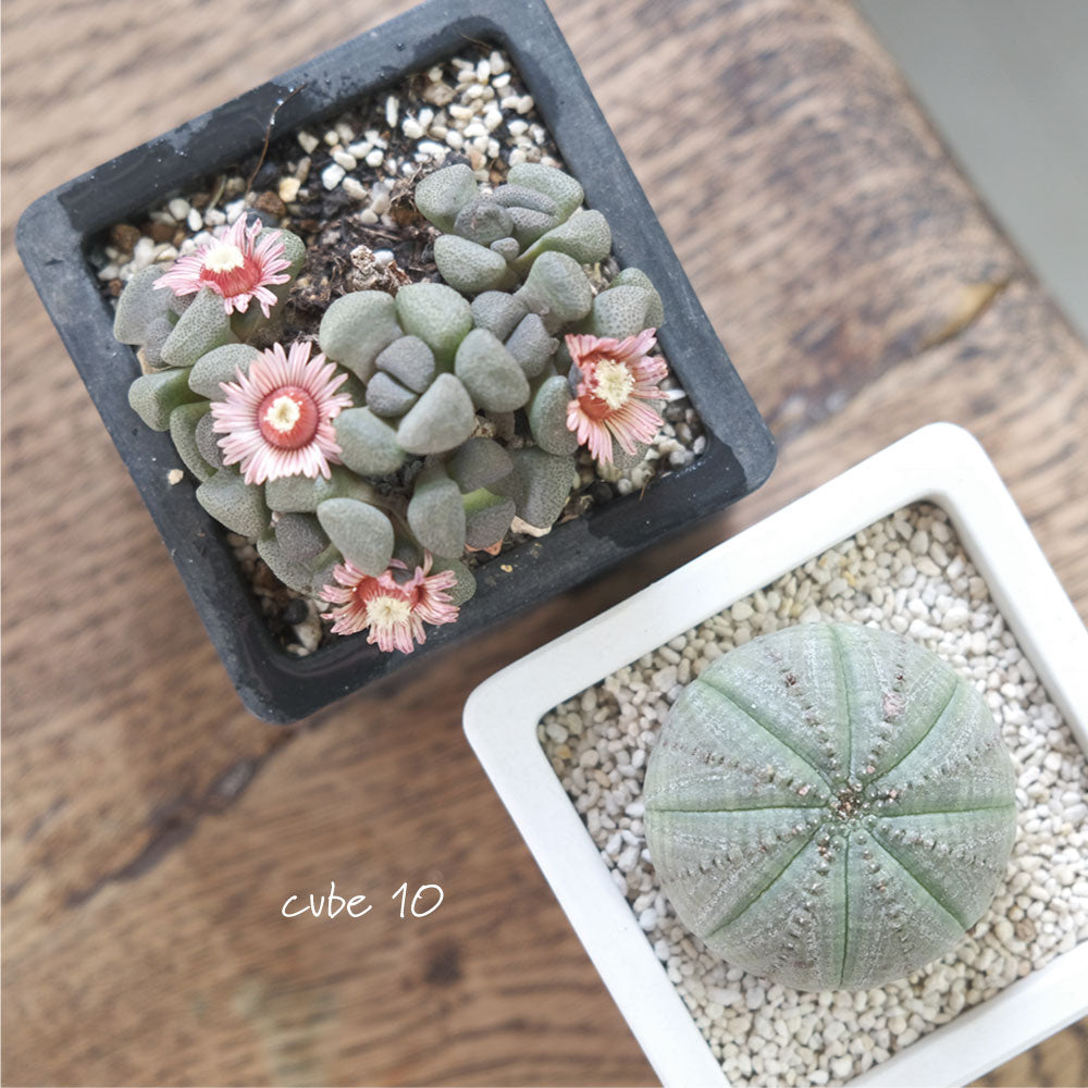 植木鉢 キューブM 10 頑丈 プラ鉢 角鉢