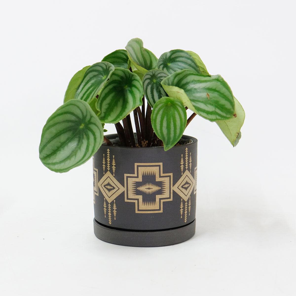 陶器鉢 おしゃれ パターンポット11 植木鉢 受皿付 径11 高10cm 3.5号