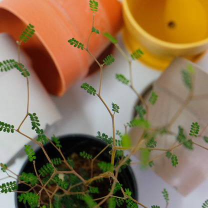 植木鉢 おしゃれ 軽い プラ鉢 ソリッド10 受皿付 3号鉢 プラスチック カラフル プランター 鉢径10cm 高さ9.5cm プランツポット かわいい