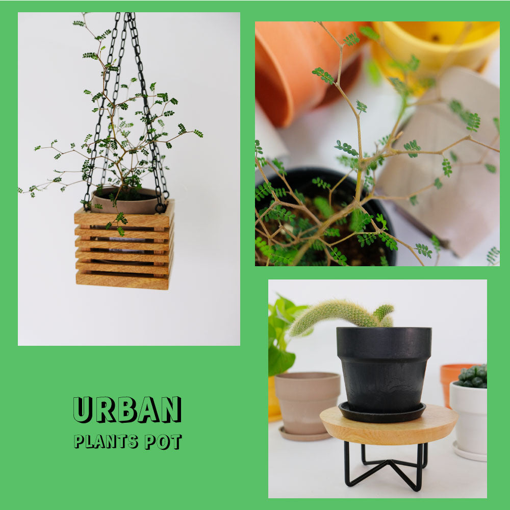 植木鉢 おしゃれ 軽い プラ鉢 ソリッド10 受皿付 3号鉢 プラスチック カラフル プランター 鉢径10cm 高さ9.5cm プランツポット かわいい