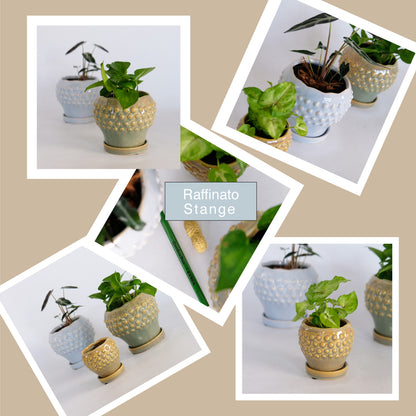 陶器鉢 Raffinato Stange 【S径8cm 高7cm/L径13.5cm 高11cm】 受皿付 底穴あり セラミック鉢 トロンコ tronco