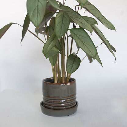 陶器鉢おしゃれ Raffinato Spiral pot  底穴あり セラミック鉢 径12.5cm 高10.5cm