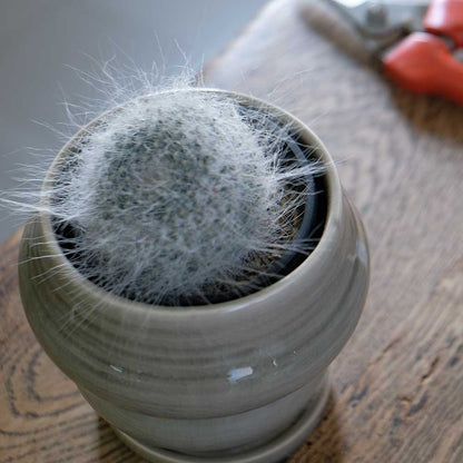 植木鉢おしゃれ rafinato Narrow 12 受皿付 径12cm 高11cm 底穴あり