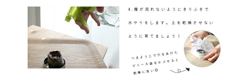【メール便送料無料】  サボテン 缶栽培セットミックス種 さぼてん カクタス