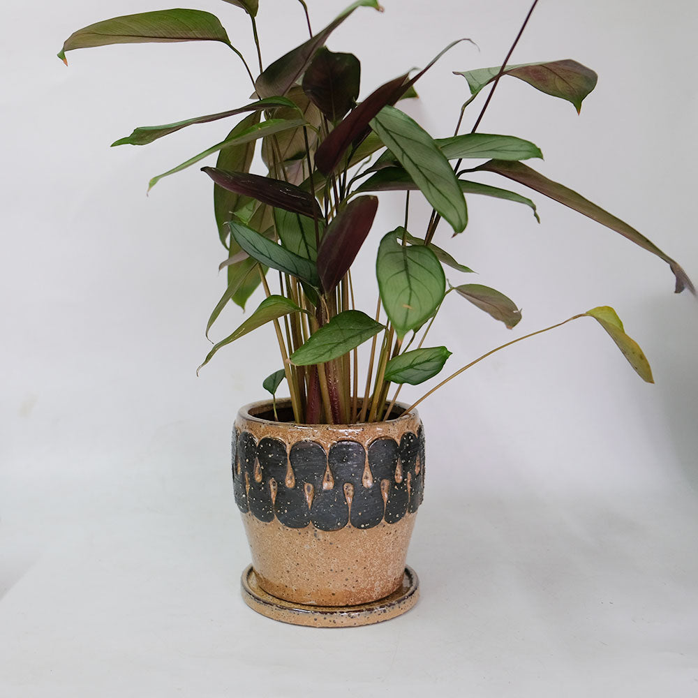 植木鉢 Eartn Color Pot 陶器 ベージュトーン アースカラー 懸崖3.5号鉢用 径15cm 高14cm 底穴あり