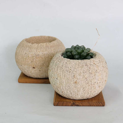 ストーンポット チーク材の受け皿付 stem サボテン 多肉 植木鉢 自然石