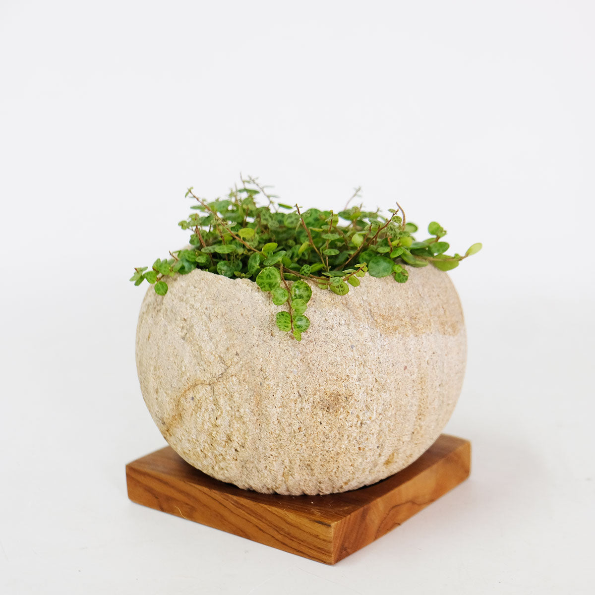 ストーンポット チーク材の受け皿付 stem サボテン 多肉 植木鉢 自然石