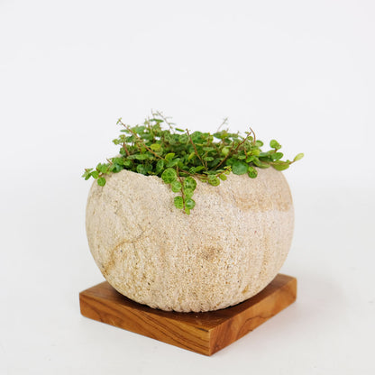 ストーンポット チーク材の受け皿付 stem サボテン 多肉 植木鉢 自然石