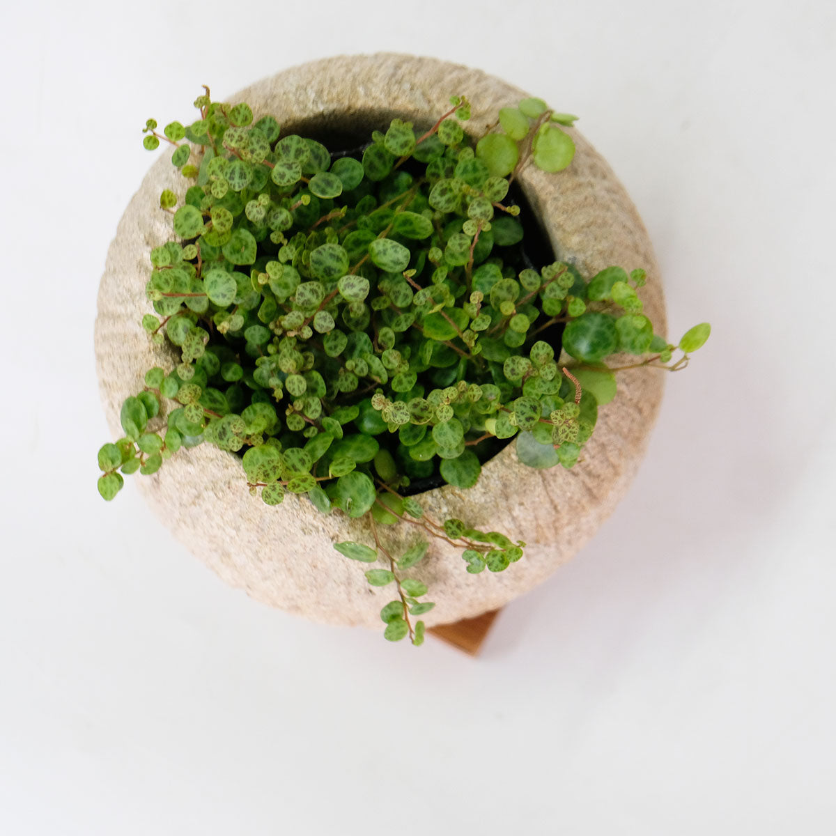 ストーンポット チーク材の受け皿付 stem サボテン 多肉 植木鉢 自然石