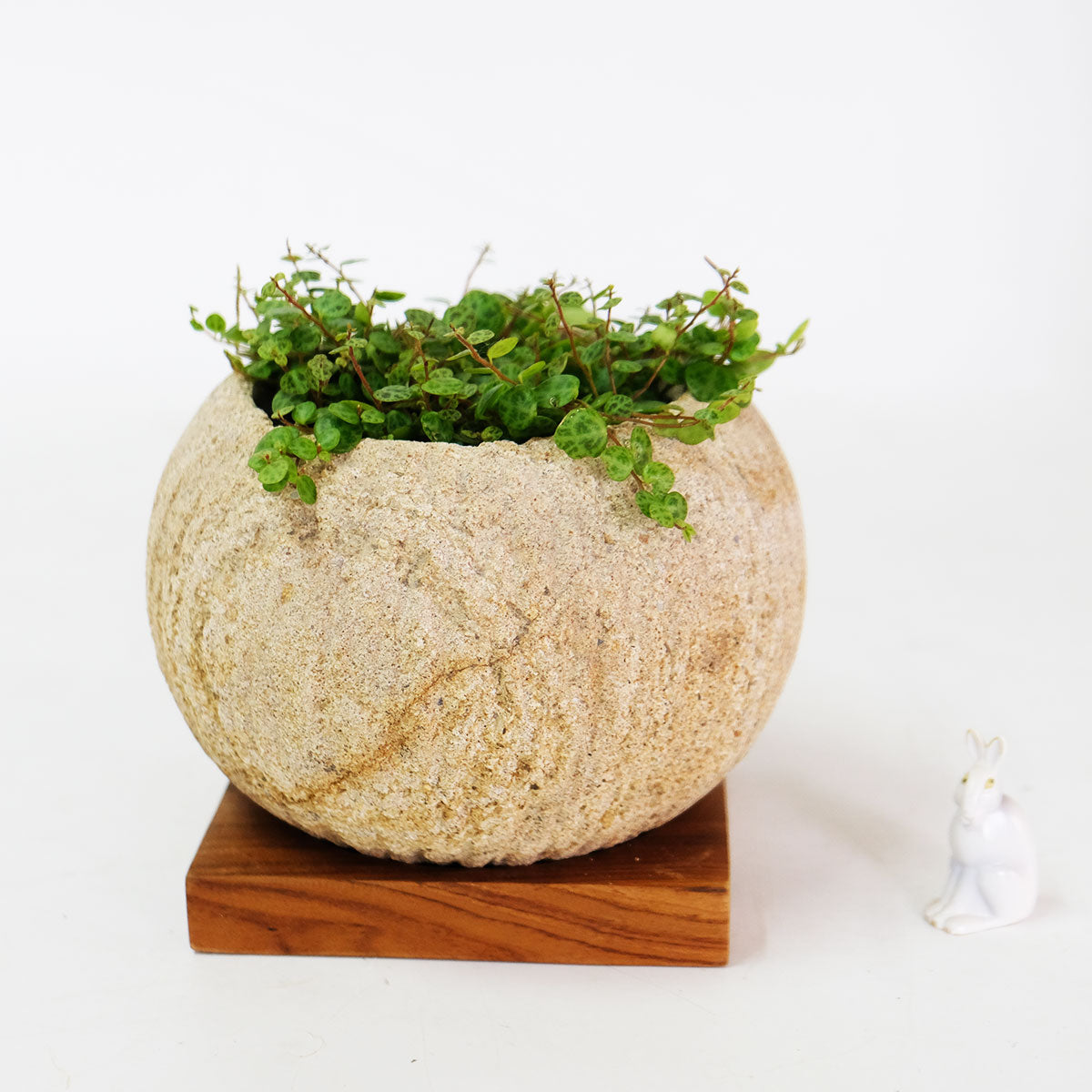 ストーンポット チーク材の受け皿付 stem サボテン 多肉 植木鉢 自然石