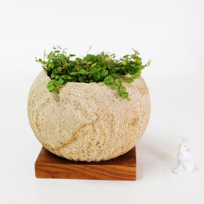 ストーンポット チーク材の受け皿付 stem サボテン 多肉 植木鉢 自然石