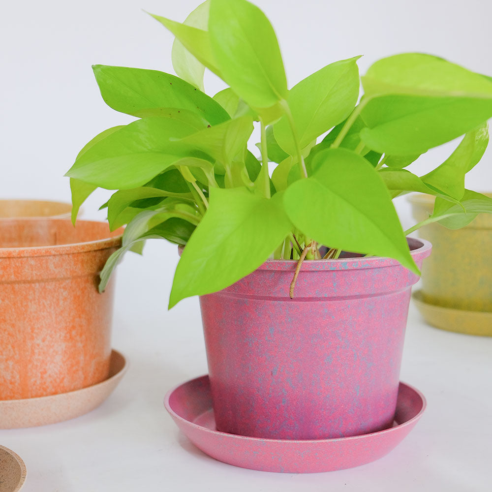 植木鉢 かわいい 受皿付 エコ素材 プラスチック もみ殻 カラフル 軽量 Laula 径13.5-16.5cm 高10.5-12.5cm S/Mサイズ 8色展開 青 薄茶 桃 黄緑 オレンジ