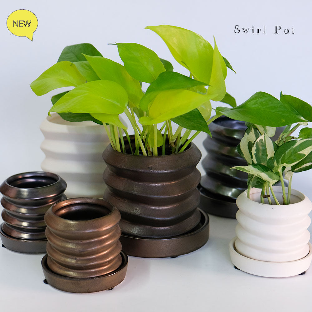 陶器鉢 Swirl Pot 受皿付 底穴あり セラミック鉢 トロンコ tronco